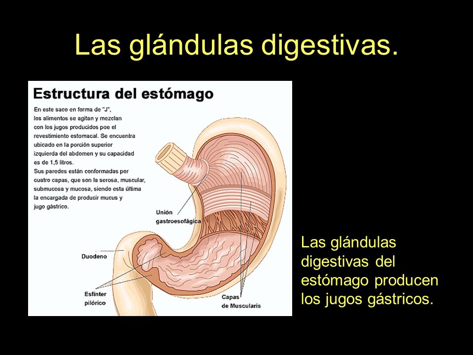 Las glándulas digestivas.