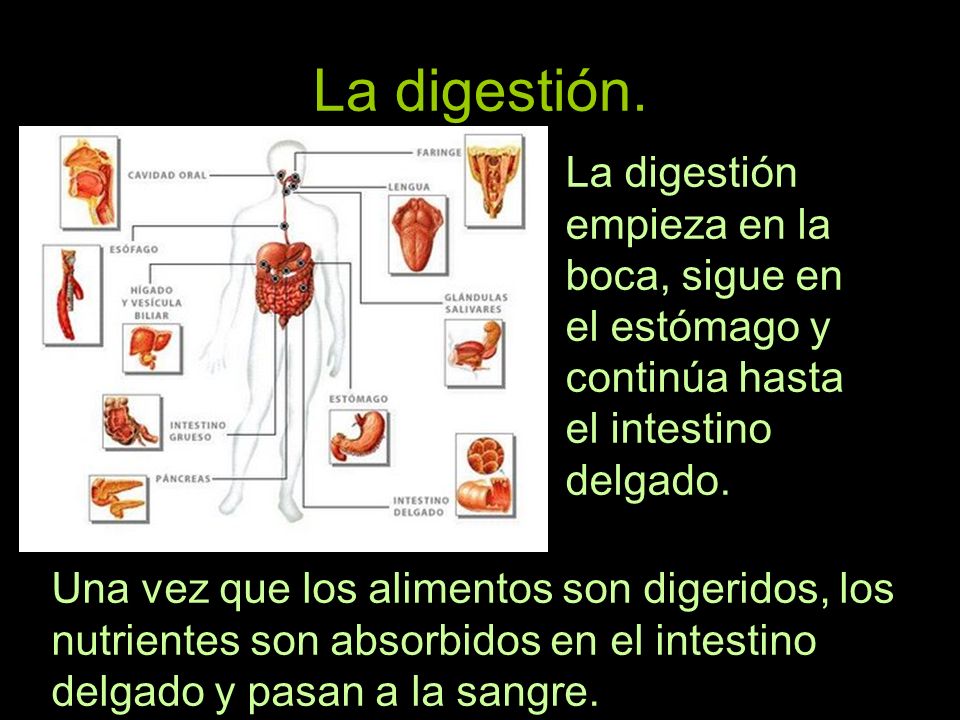 La digestión. La digestión empieza en la boca, sigue en el estómago y continúa hasta el intestino delgado.