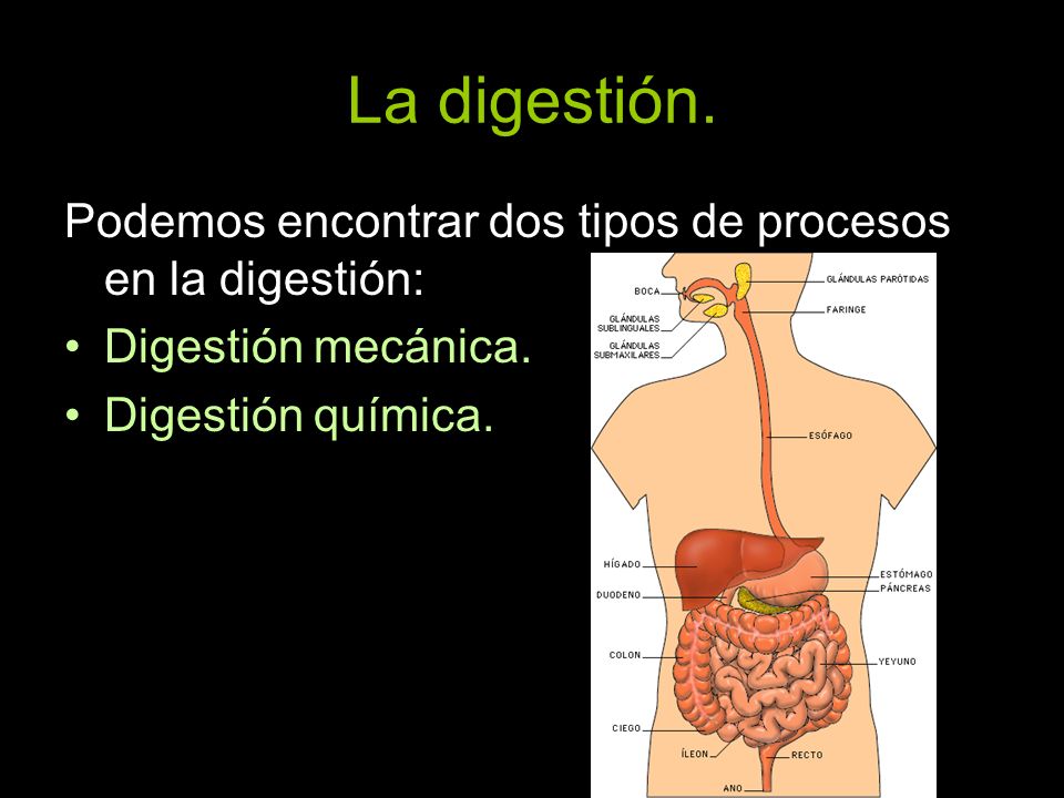 La digestión. Podemos encontrar dos tipos de procesos en la digestión: