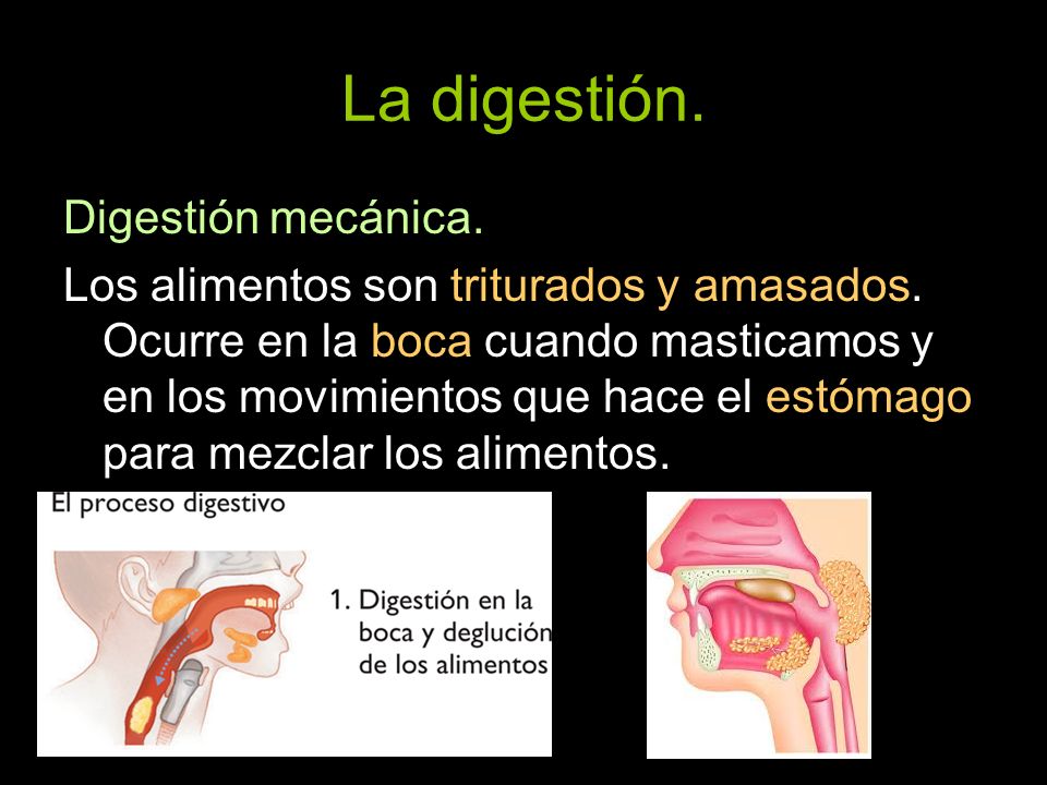 La digestión. Digestión mecánica.