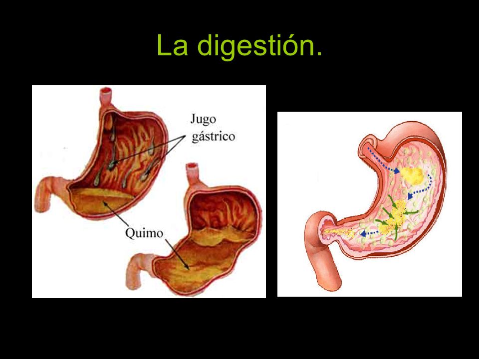 La digestión.