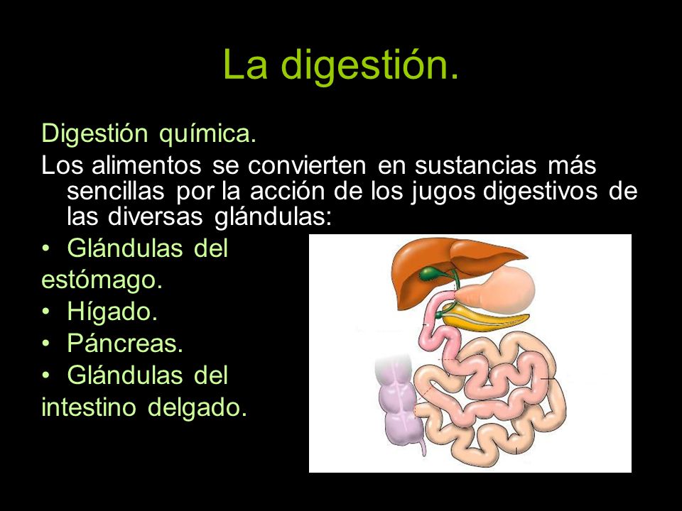 La digestión. Digestión química.