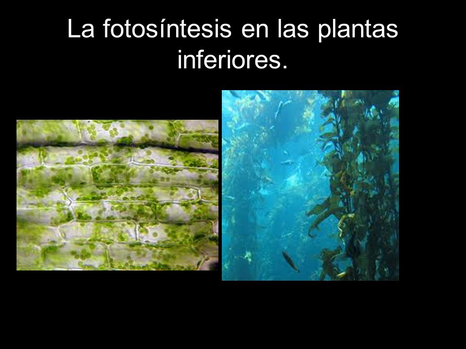 La fotosíntesis en las plantas inferiores.