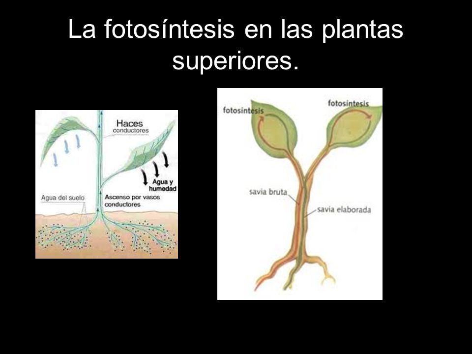 La fotosíntesis en las plantas superiores.