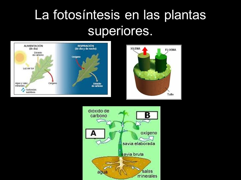 La fotosíntesis en las plantas superiores.