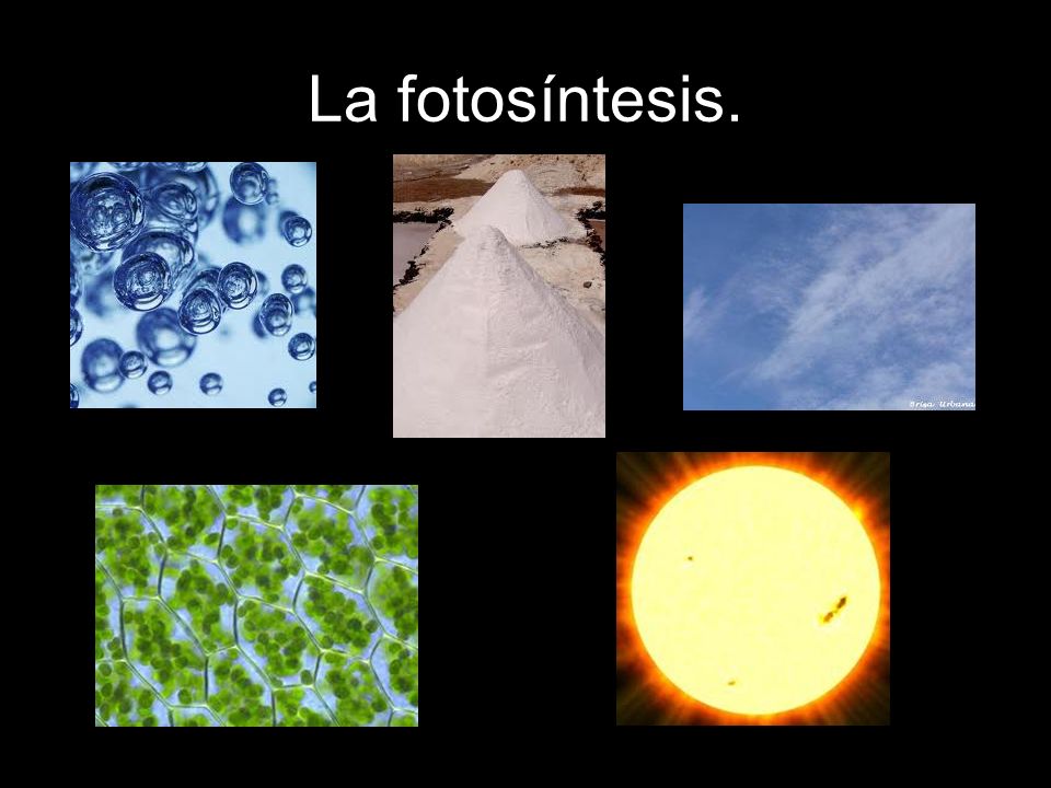 La fotosíntesis.