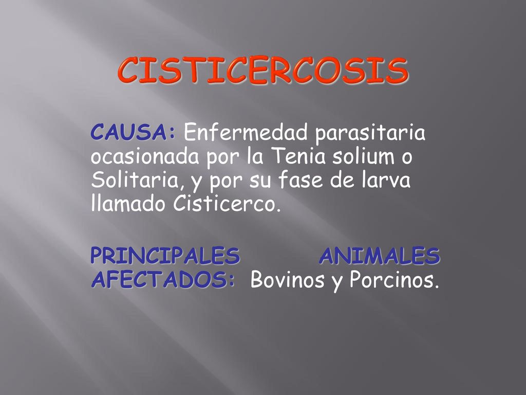 CISTICERCOSIS CAUSA: Enfermedad parasitaria ocasionada por la Tenia solium o Solitaria, y por su fase de larva llamado Cisticerco.