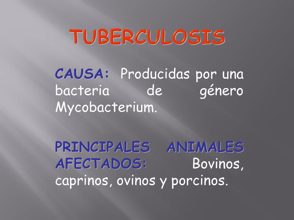 TUBERCULOSIS CAUSA: Producidas por una bacteria de género Mycobacterium.
