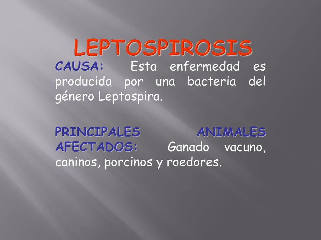 LEPTOSPIROSIS CAUSA: Esta enfermedad es producida por una bacteria del género Leptospira.