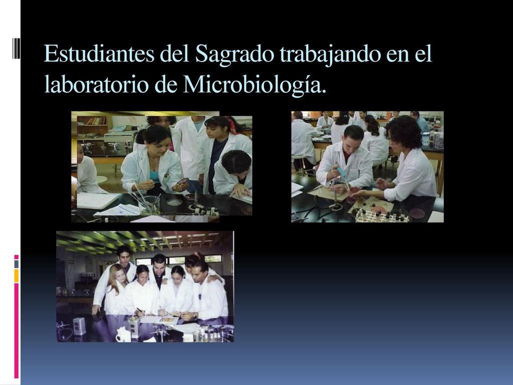 Estudiantes del Sagrado trabajando en el laboratorio de Microbiología.