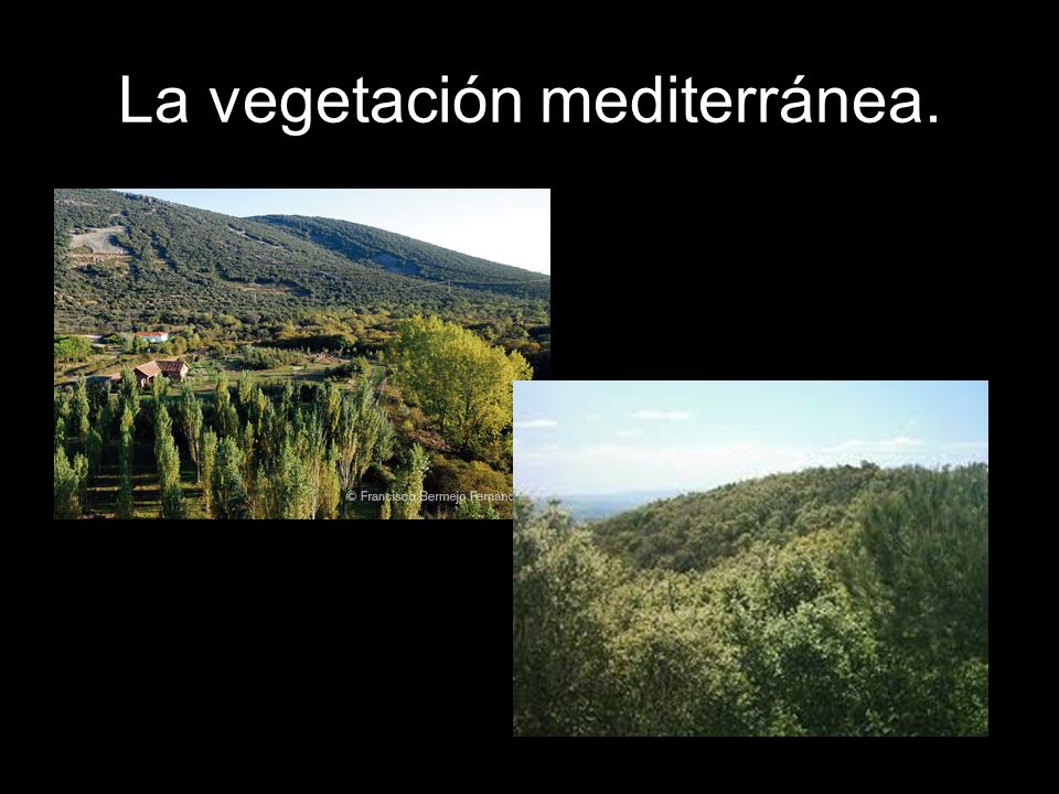 La vegetación mediterránea.