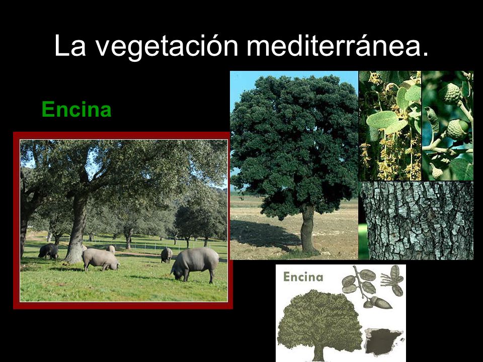 La vegetación mediterránea.