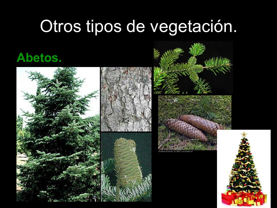 Otros tipos de vegetación.