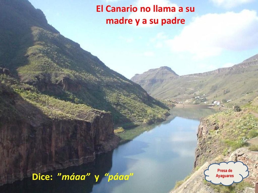 El Canario no llama a su madre y a su padre Dice: máaa y páaa