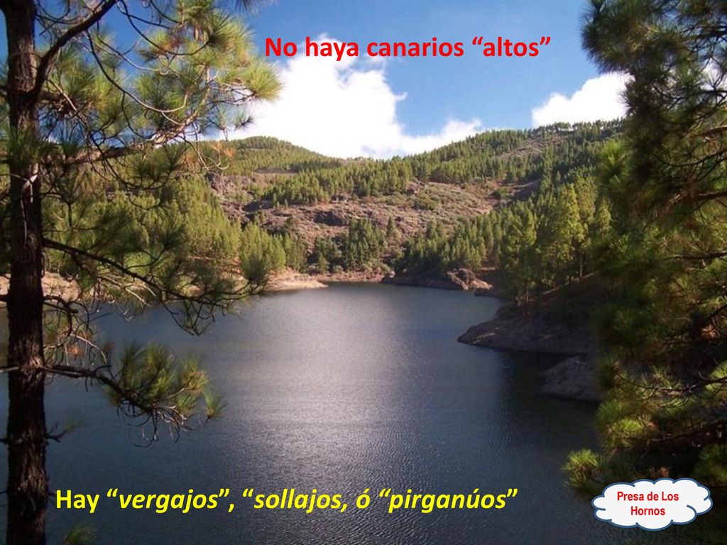 No haya canarios altos Hay vergajos , sollajos, ó pirganúos