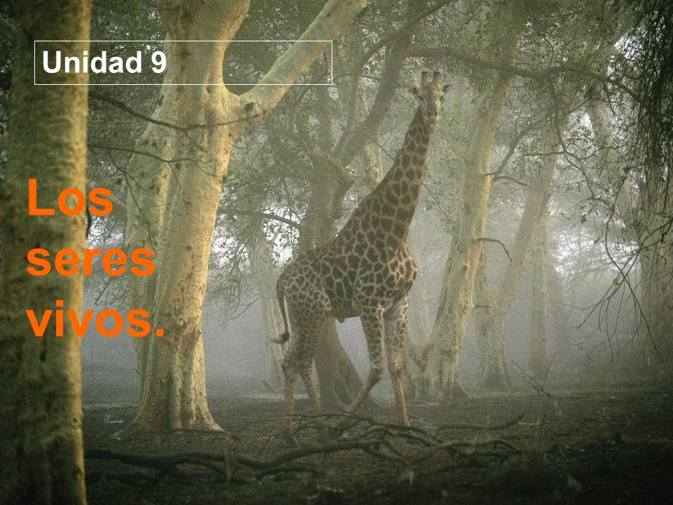 Unidad 9 Unidad 9 Los seres vivos. Los seres vivos