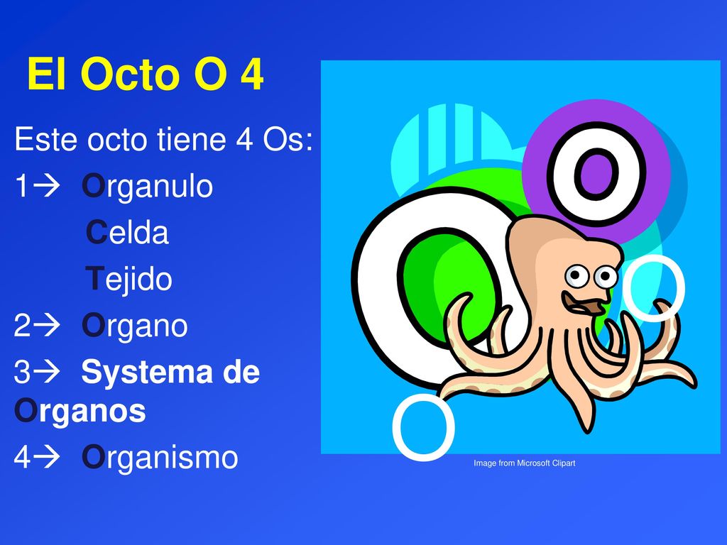 O O El Octo O 4 Este octo tiene 4 Os: 1 Organulo Celda Tejido