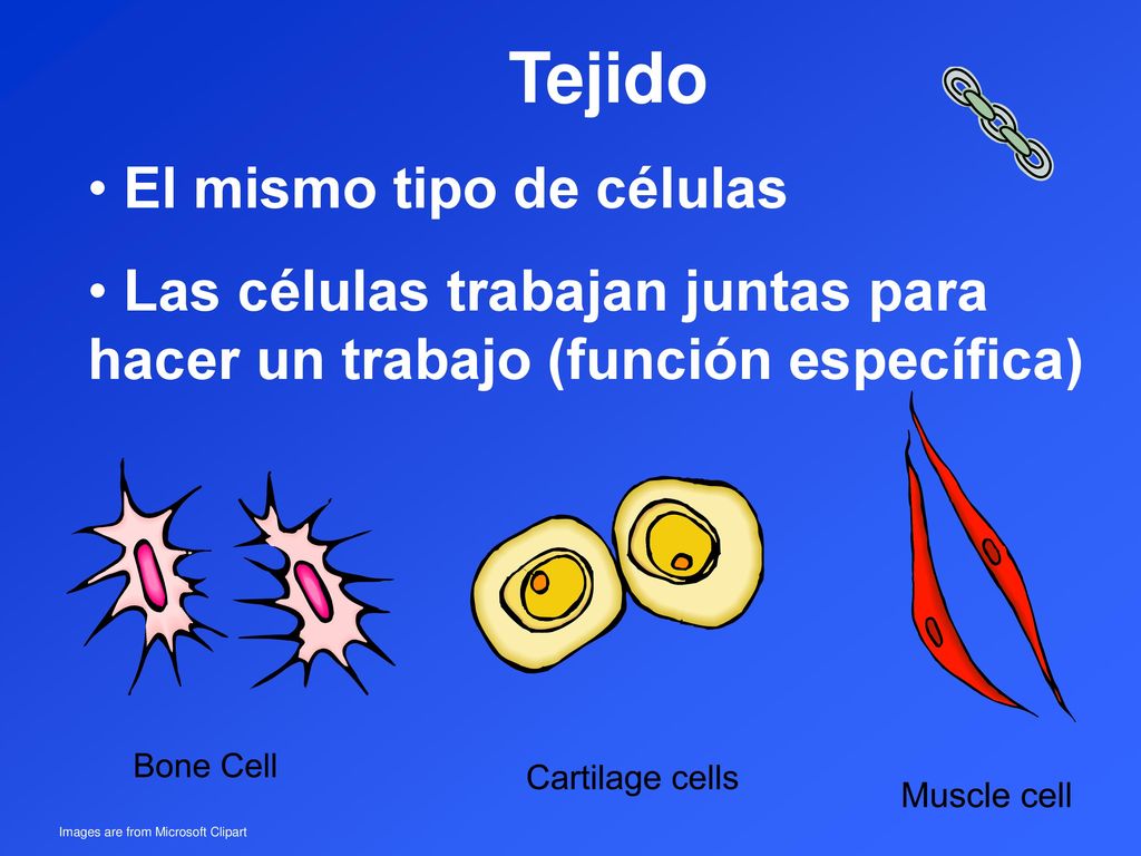Tejido El mismo tipo de células