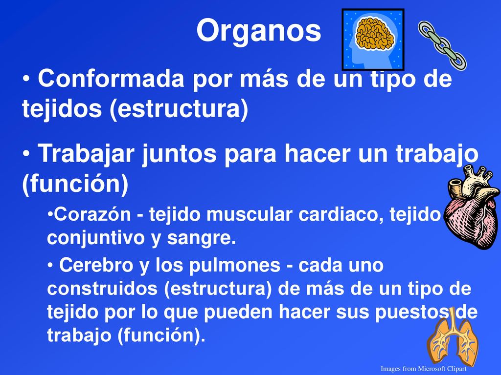 Organos Conformada por más de un tipo de tejidos (estructura)