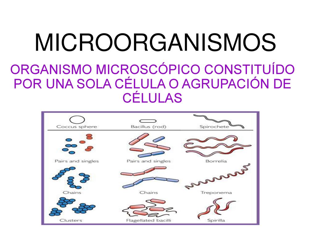 MICROORGANISMOS ORGANISMO MICROSCÓPICO CONSTITUÍDO POR UNA SOLA CÉLULA O AGRUPACIÓN DE CÉLULAS