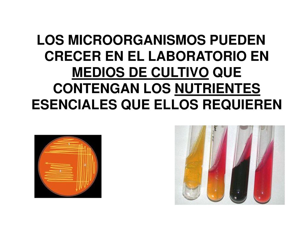 LOS MICROORGANISMOS PUEDEN CRECER EN EL LABORATORIO EN MEDIOS DE CULTIVO QUE CONTENGAN LOS NUTRIENTES ESENCIALES QUE ELLOS REQUIEREN