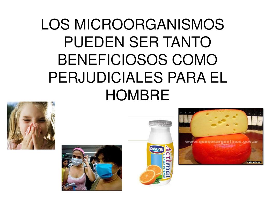 LOS MICROORGANISMOS PUEDEN SER TANTO BENEFICIOSOS COMO PERJUDICIALES PARA EL HOMBRE