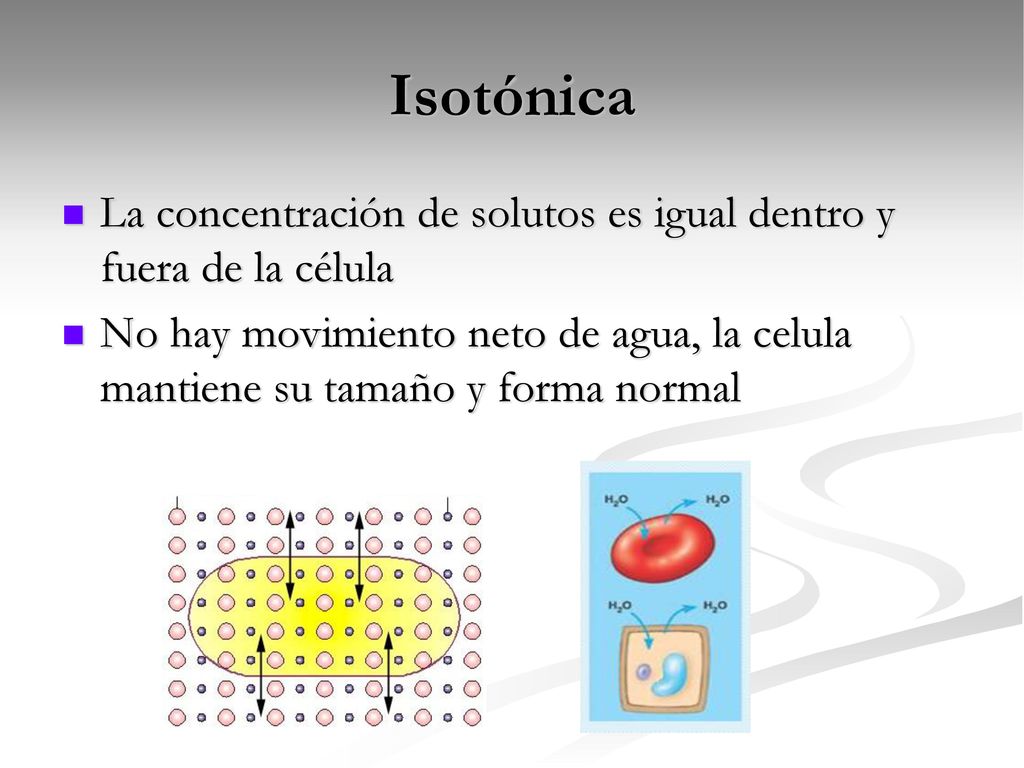 Isotónica La concentración de solutos es igual dentro y fuera de la célula.