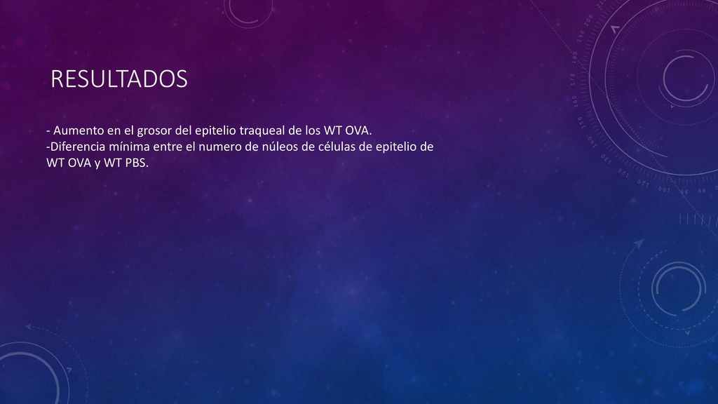 Resultados - Aumento en el grosor del epitelio traqueal de los WT OVA.