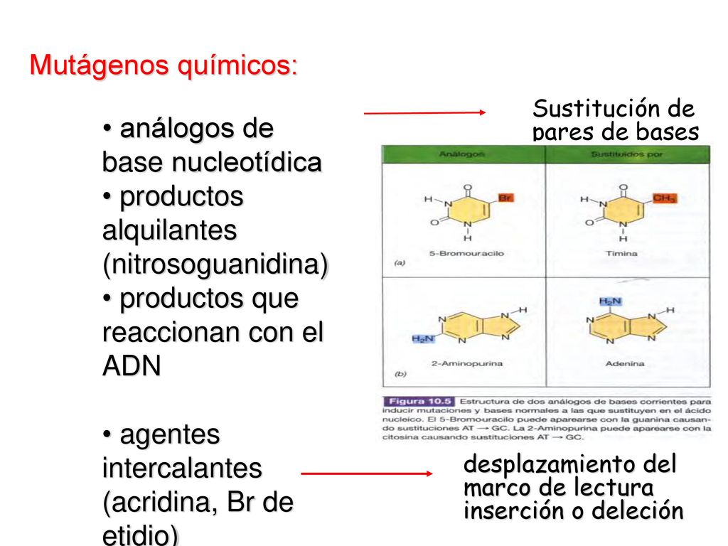 análogos de base nucleotídica productos alquilantes (nitrosoguanidina)