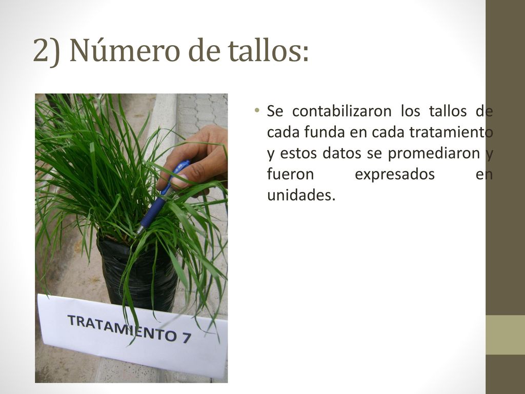 2) Número de tallos: Se contabilizaron los tallos de cada funda en cada tratamiento y estos datos se promediaron y fueron expresados en unidades.