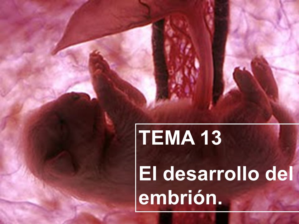 TEMA 13 El desarrollo del embrión.