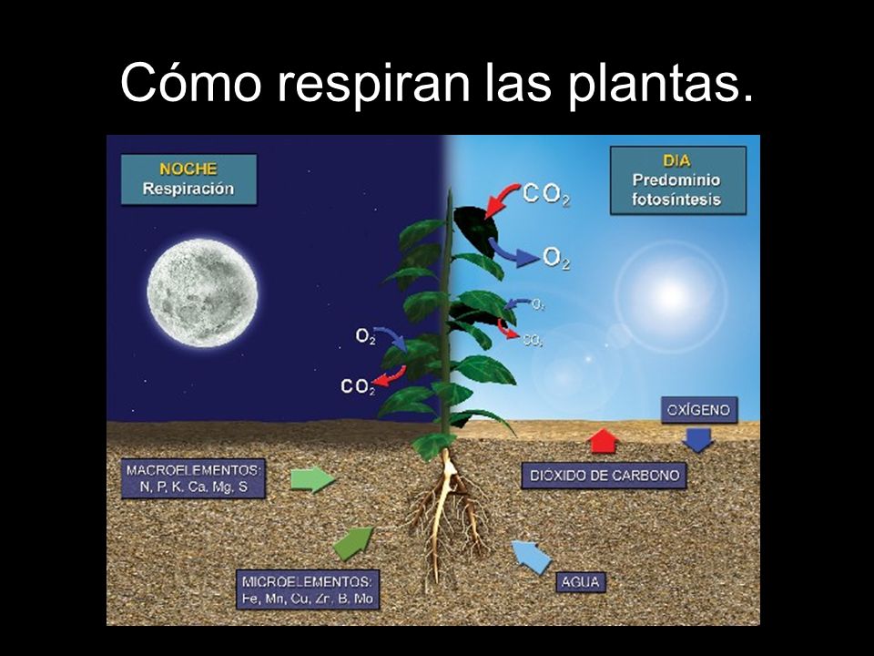 Cómo respiran las plantas.