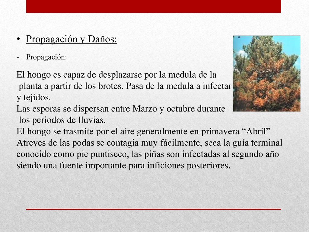 Propagación y Daños: Propagación: El hongo es capaz de desplazarse por la medula de la.