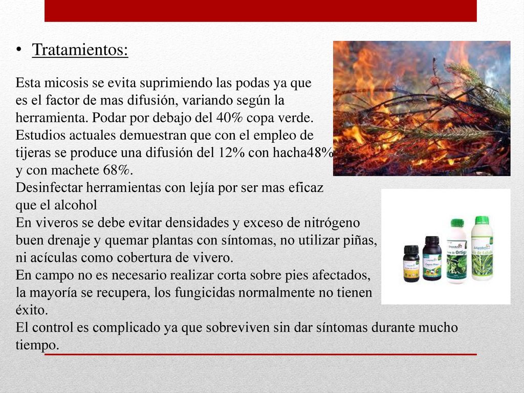 Tratamientos: Esta micosis se evita suprimiendo las podas ya que