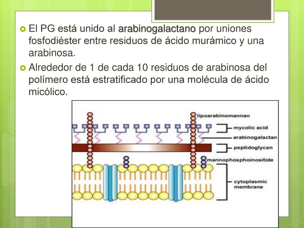 El PG está unido al arabinogalactano por uniones fosfodiéster entre residuos de ácido murámico y una arabinosa.