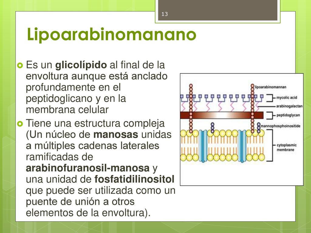 Lipoarabinomanano Es un glicolípido al final de la envoltura aunque está anclado profundamente en el peptidoglicano y en la membrana celular.