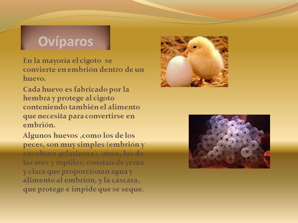 Ovíparos En la mayoría el cigoto se convierte en embrión dentro de un huevo.