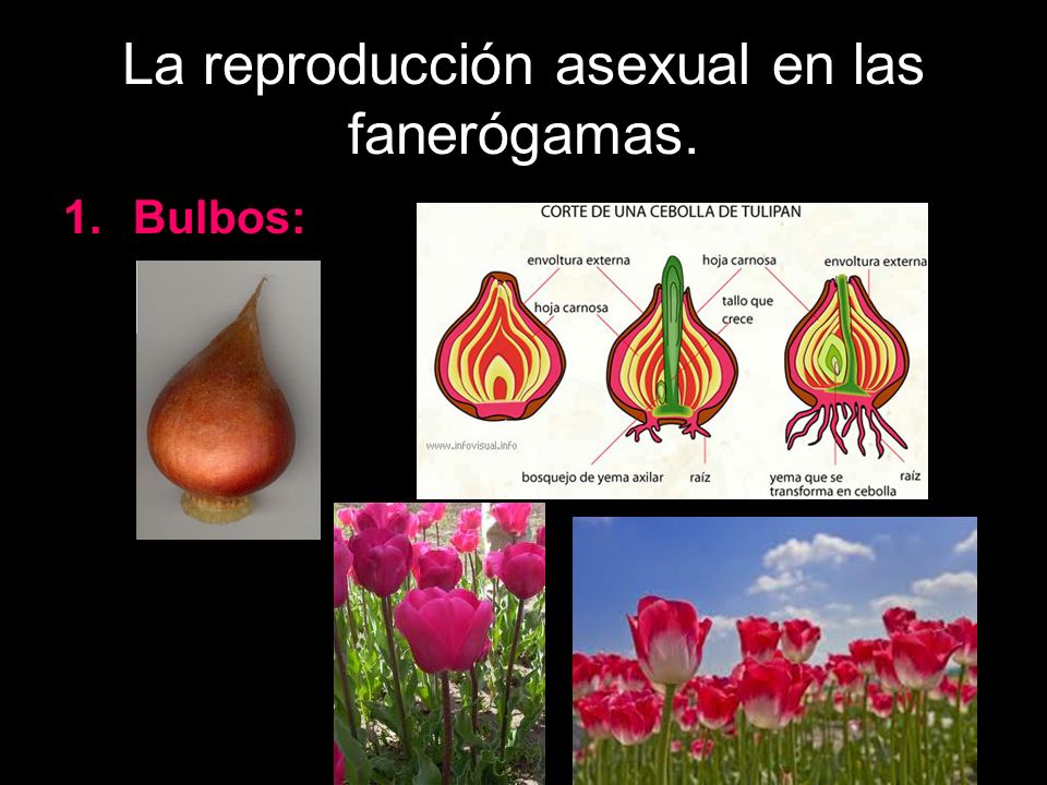 La reproducción asexual en las fanerógamas.