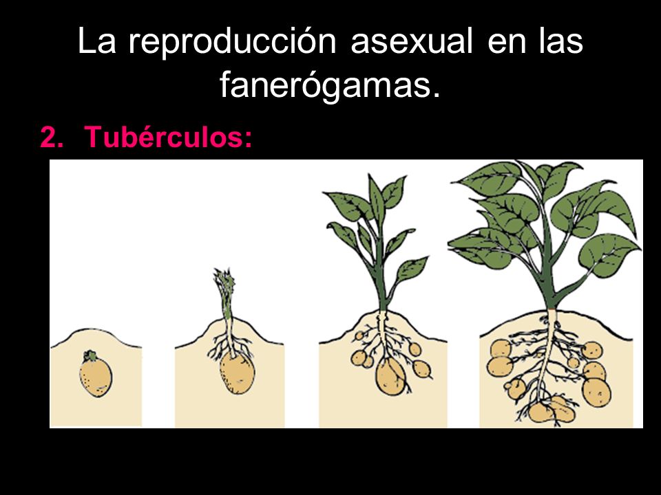 La reproducción asexual en las fanerógamas.
