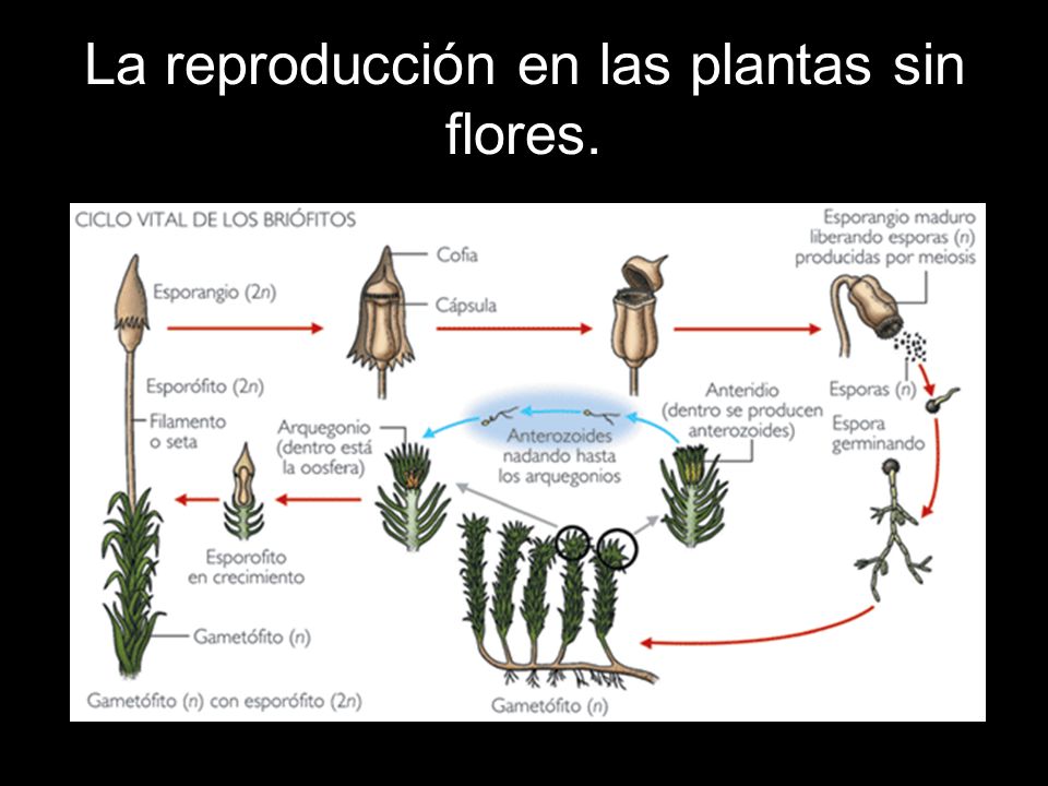 La reproducción en las plantas sin flores.