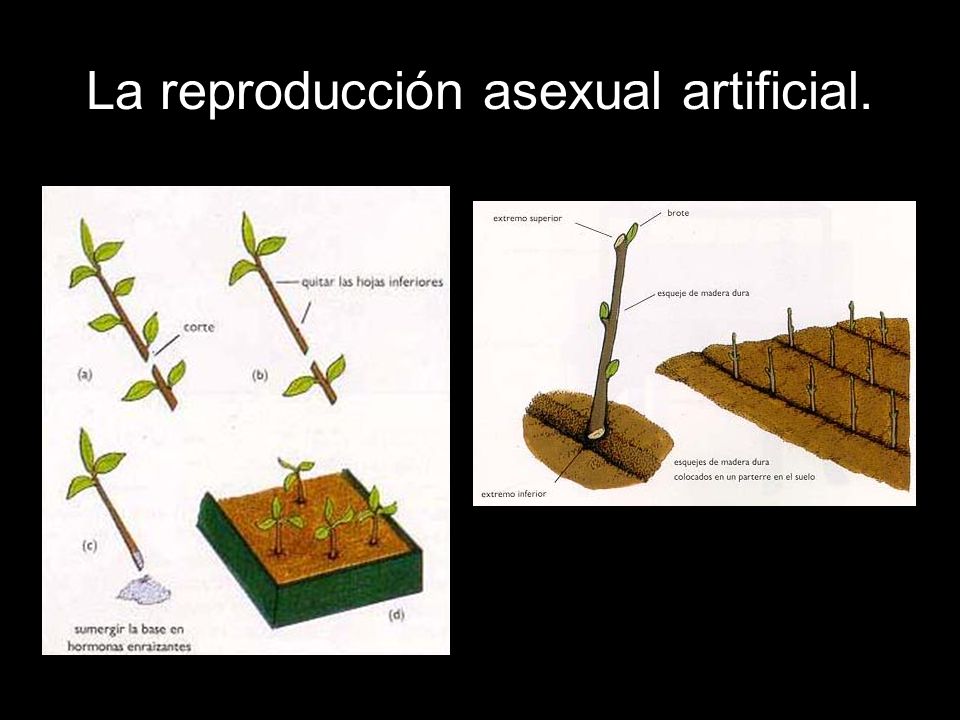 La reproducción asexual artificial.