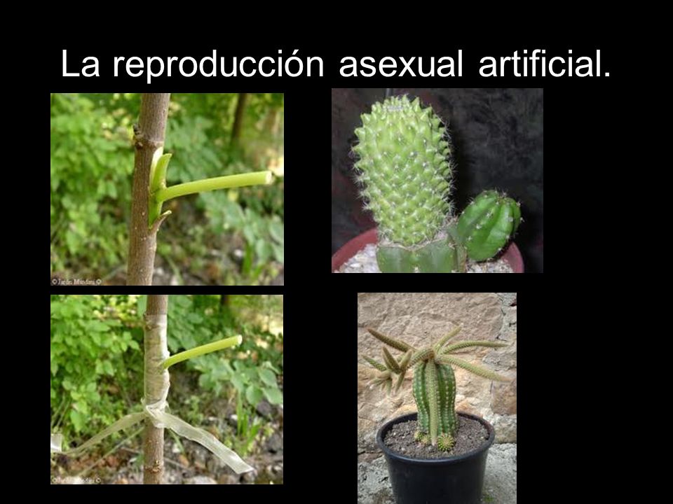 La reproducción asexual artificial.