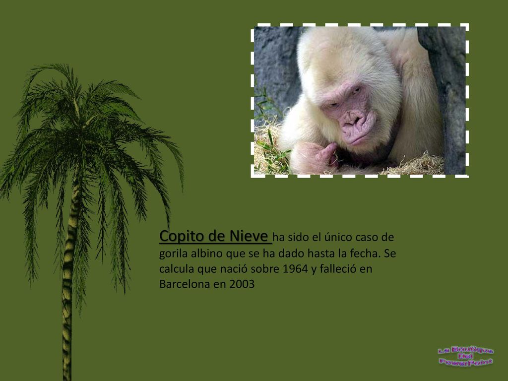 Copito de Nieve ha sido el único caso de gorila albino que se ha dado hasta la fecha.