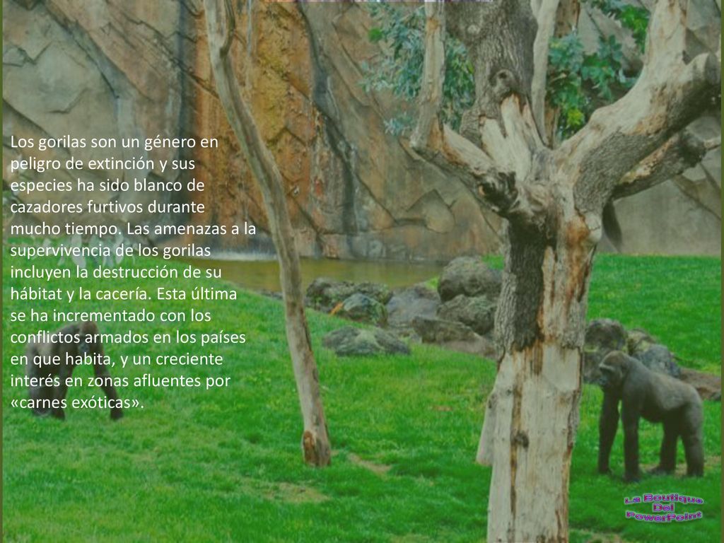 Los gorilas son un género en peligro de extinción y sus especies ha sido blanco de cazadores furtivos durante mucho tiempo.