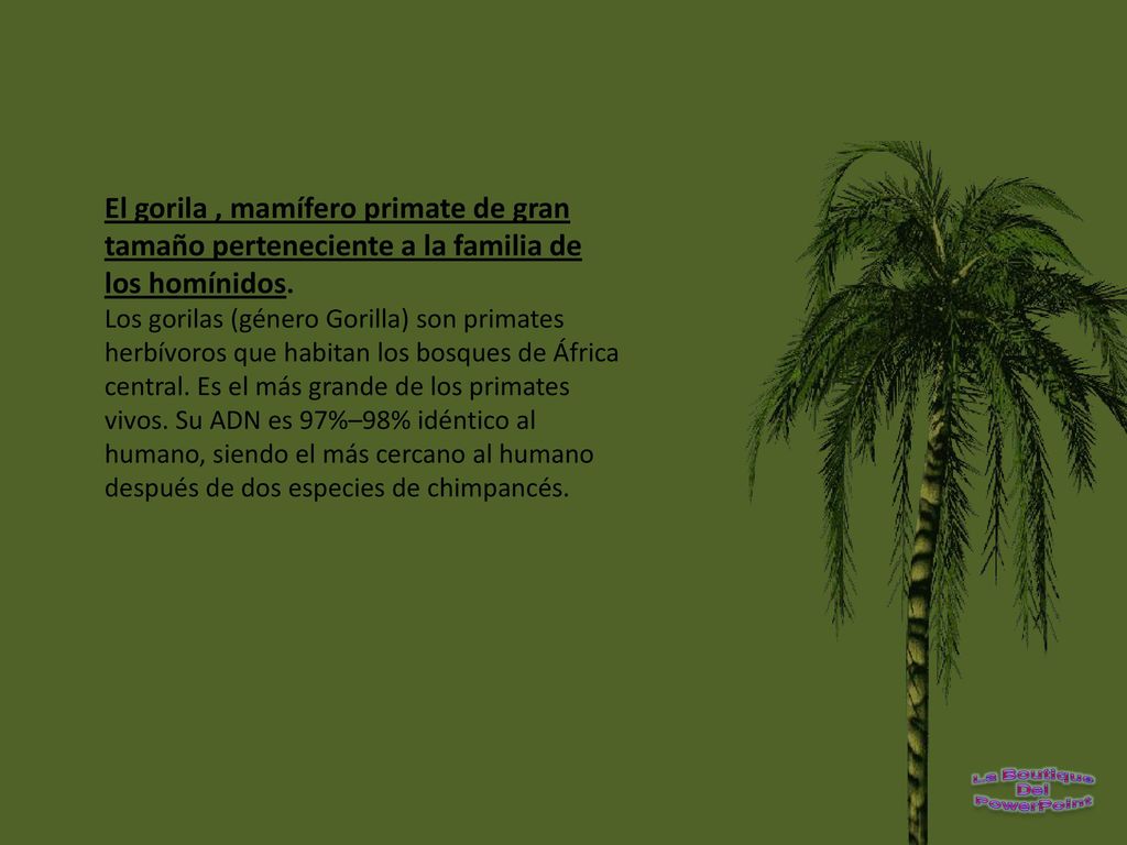 El gorila , mamífero primate de gran tamaño perteneciente a la familia de los homínidos.