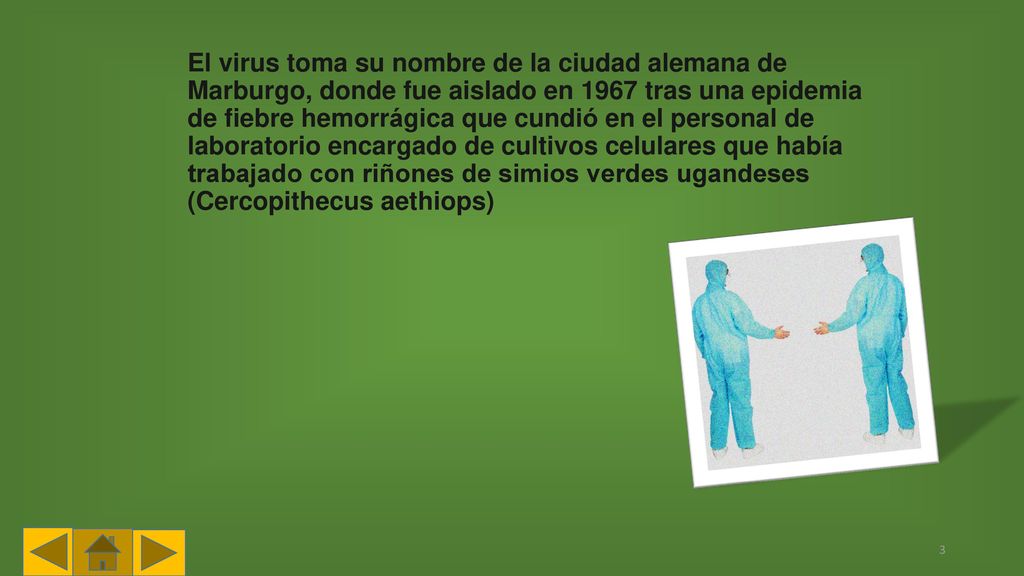 El virus toma su nombre de la ciudad alemana de Marburgo, donde fue aislado en 1967 tras una epidemia de fiebre hemorrágica que cundió en el personal de laboratorio encargado de cultivos celulares que había trabajado con riñones de simios verdes ugandeses (Cercopithecus aethiops)