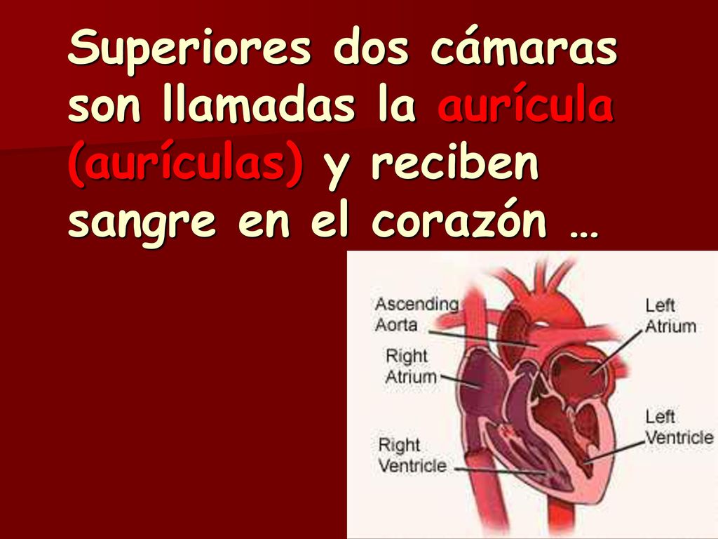Superiores dos cámaras son llamadas la aurícula (aurículas) y reciben sangre en el corazón …