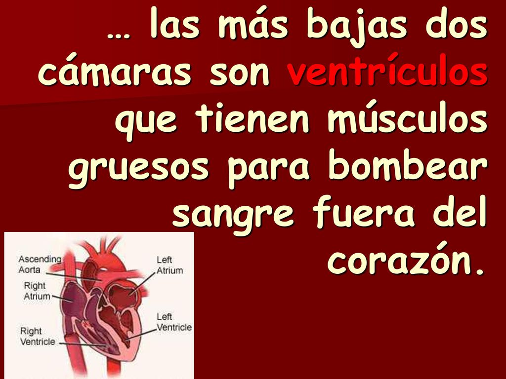 … las más bajas dos cámaras son ventrículos que tienen músculos gruesos para bombear sangre fuera del corazón.