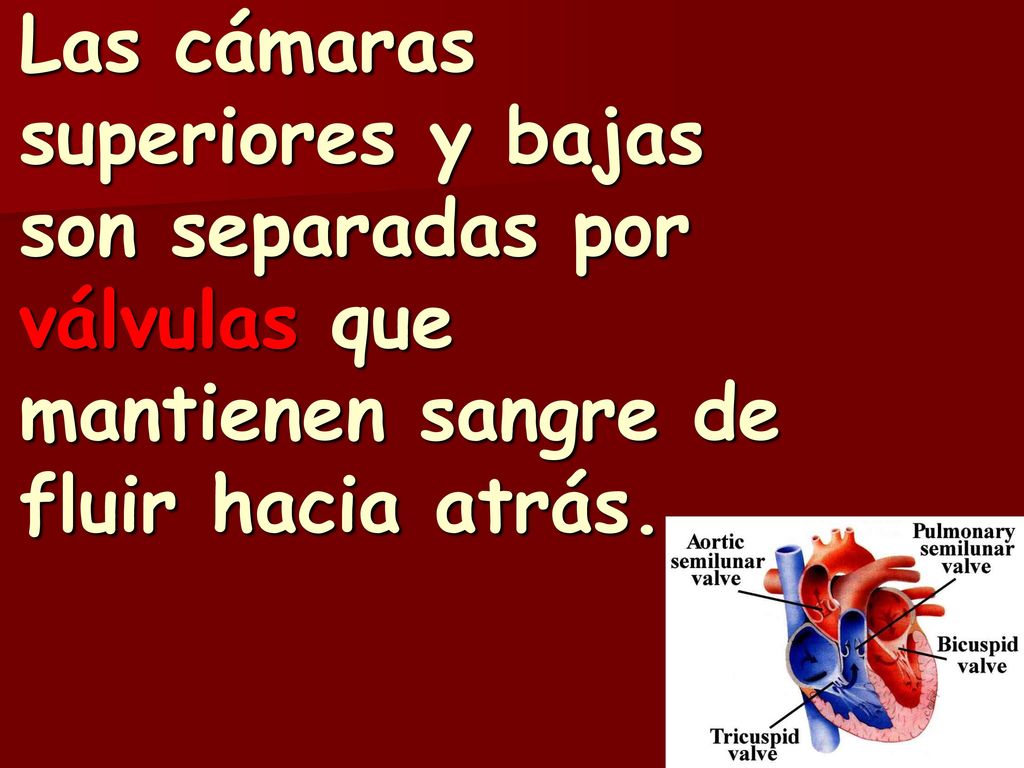 Las cámaras superiores y bajas son separadas por válvulas que mantienen sangre de fluir hacia atrás.