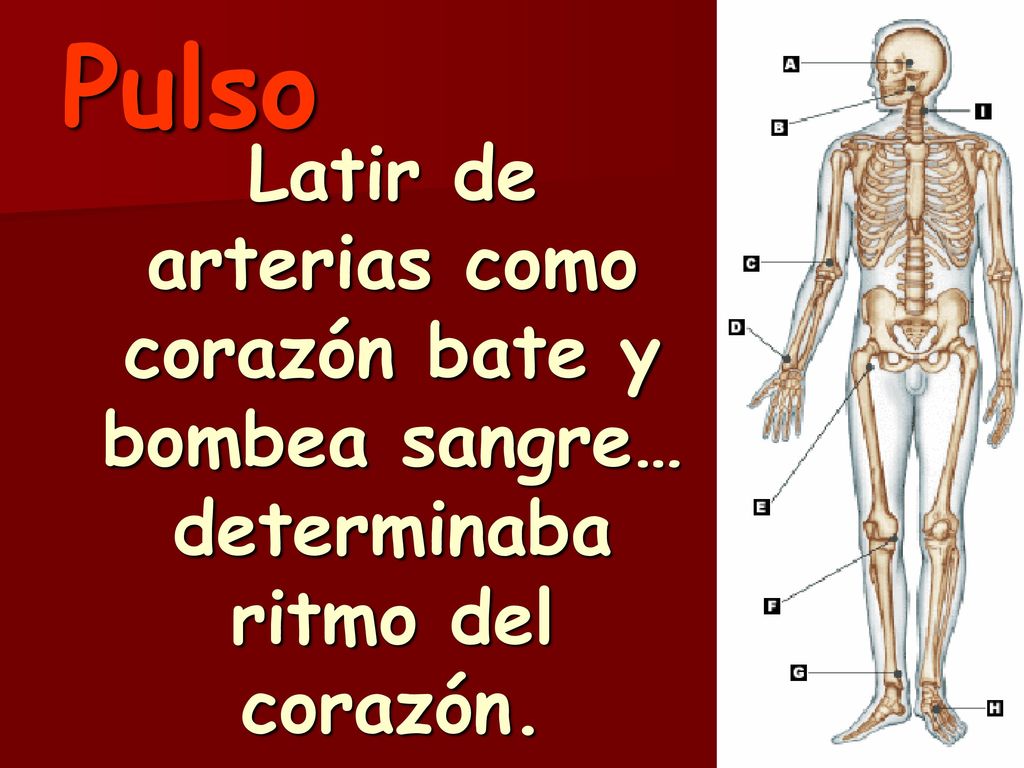 Pulso Latir de arterias como corazón bate y bombea sangre… determinaba ritmo del corazón.